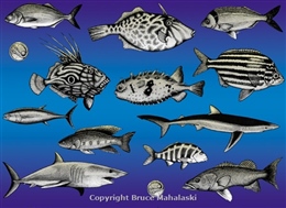 NZ Fish Wrapping Paper
